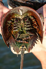 Image showing Horseshoe Crab Closeup