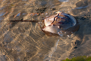 Image showing Horseshoe Crab Swimming