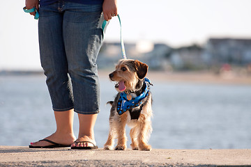 Image showing Woman Walking The Puppy