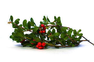 Image showing Red Ñowberry and Green Leaves Isolated