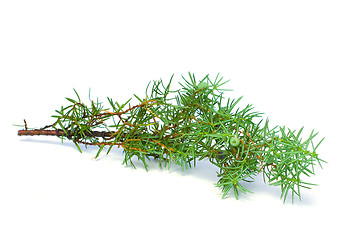 Image showing Juniper Green Branch with Berry Isolated on White