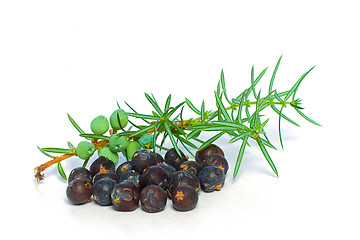 Image showing Juniper Berry and Green Branch Isolated - Closeup