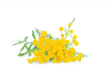 Image showing Summer Yellow Flowers Tansy Isolated on White Background