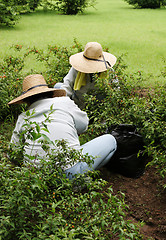 Image showing Gardening together