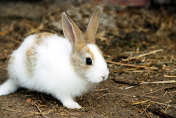 Image showing Bunny Rabbit