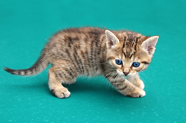 Image showing Baby cat