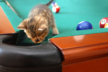 Image showing Curious baby cat