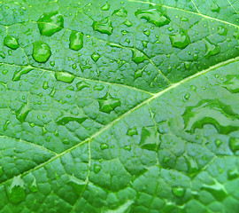Image showing drops on green leaf