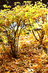 Image showing autumn bushes glowing in the sunlight