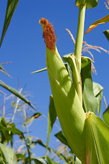 Image showing Top corn