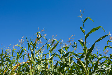 Image showing Corn plants