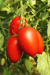 Image showing Ripe red tomatoes