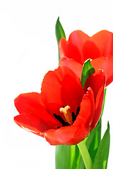 Image showing red tulips