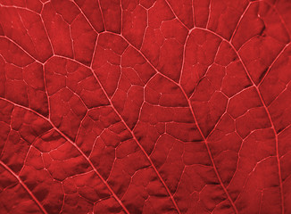 Image showing red leaf texture      