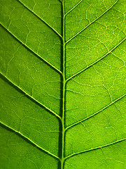 Image showing green leaf texture       
