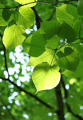 Image showing fresh spring foliage