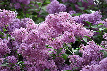 Image showing blossoming lilac