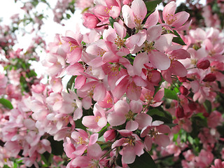 Image showing branch of a blossoming tree