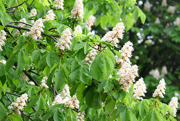 Image showing blossoming chestnut tree