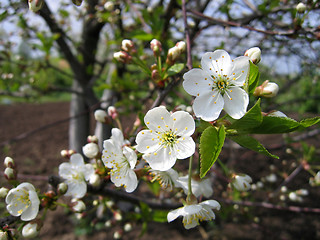 Image showing blossoming tree