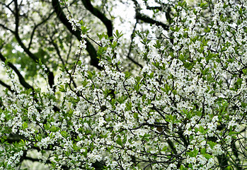 Image showing blossoming tree