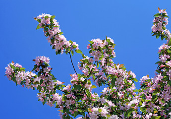 Image showing branch of a blossoming tree on blue sky