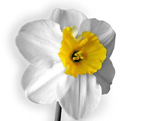 Image showing daffodils (narcissus) isolated on white