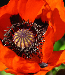 Image showing blooming red poppy close up