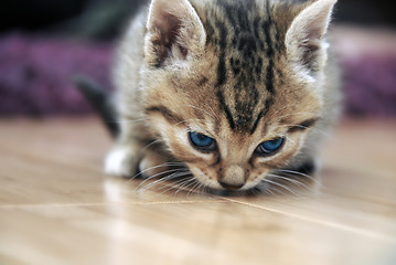 Image showing Baby cat sniff