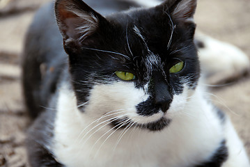 Image showing Green-eyed cat