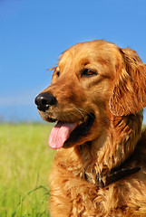 Image showing Golden retriever dog portrait