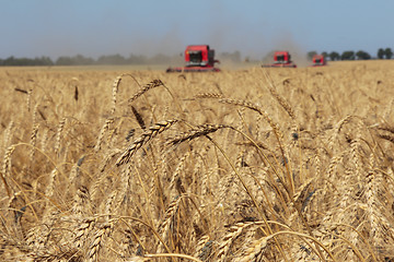 Image showing Ears of wheat against the harvesters and field, harvesting wheat