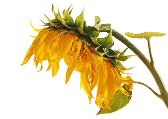 Image showing Ripe sunflower isolated on a white background