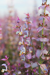 Image showing Wildflowers