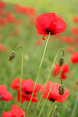 Image showing field of poppies