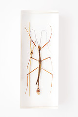 Image showing Stick insect