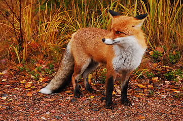 Image showing Wild fox