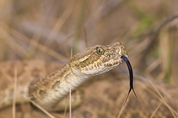 Image showing Snake in the grass