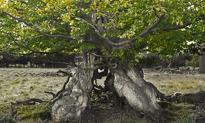 Image showing old tree