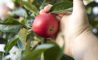 Image showing apple picking