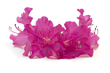 Image showing pink azalea flowers