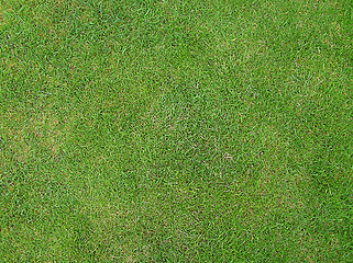 Image showing Green Grass