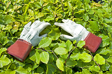 Image showing Gardening Glove on green leaf