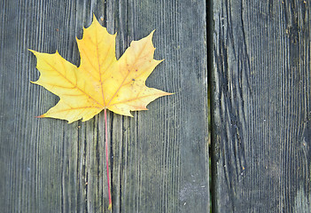 Image showing yellow leaf on a bench