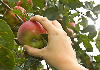 Image showing apple picking