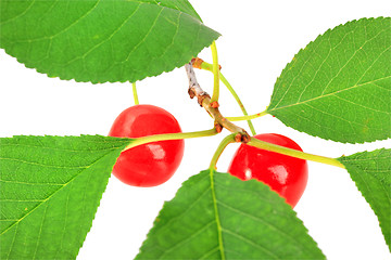 Image showing One branch with green leaf and red cherrys