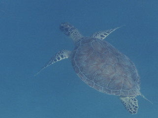 Image showing Turtle underwater