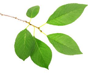 Image showing One branch with green leaf of cherry-tree