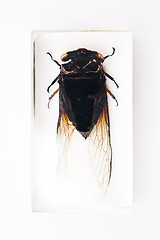 Image showing Black cicada