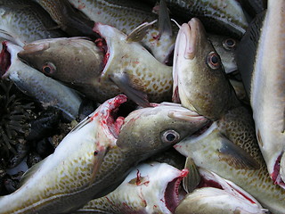 Image showing cod catch